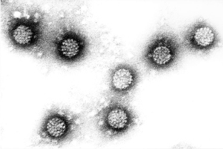มนุษย์ papillomavirus
