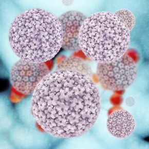 โมเลกุล papillomavirus ของมนุษย์