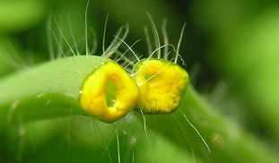 วิธีกำจัด papillomas ด้วย celandine